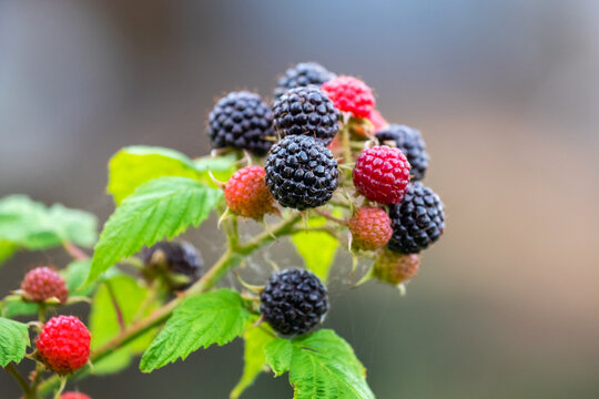 Ripe black and unripe red blackberries on a branch with green leaves in the garden on a blurred background