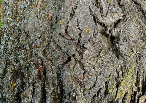 Surface of rustic cracked tree trunk in the forest nature abstract surface background