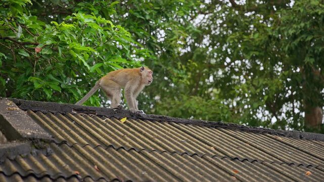 Wild long-tailed macaque monkey walks across weathered corrugated metal roof in Mueang Krabi, Thailand. Lush green tropical trees fill background as primate explores urban environment on overcast day.