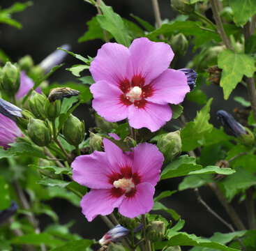 Rose of Sharon (Hibiscus syriacus) bush blooms in nature