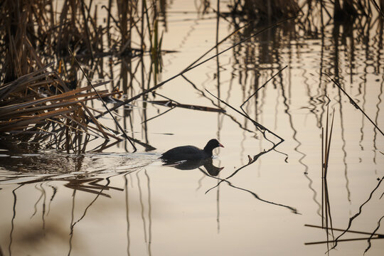 Eurasian coot swimming on a pond with dry reeds.