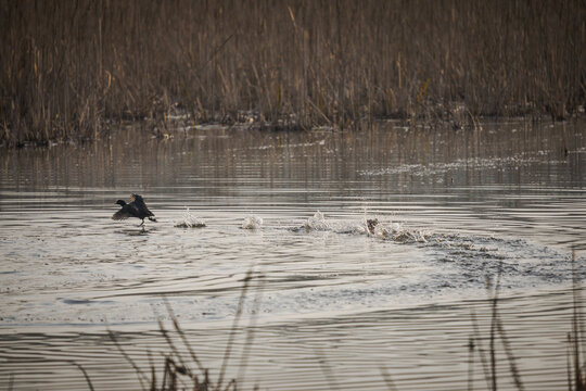 Eurasian coot defending its territory on a pond with dry reeds in the background.
