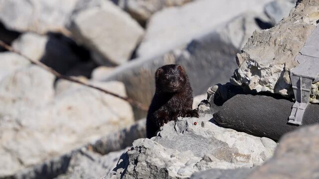 A mink peaking over the rocks along the shore of Utah Lake as it looks around.