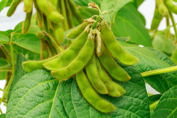 Fototapeta premium Fresh green soybean pods growing on a plant in a sunny field during the summer season