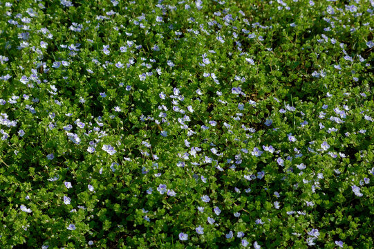 Dense blue speedwell (Veronica) wildflower carpet, green spring meadow texture