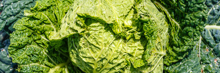 Fototapeta premium Fresh green cabbage in a farm field during the daytime near harvest time in sunny weather