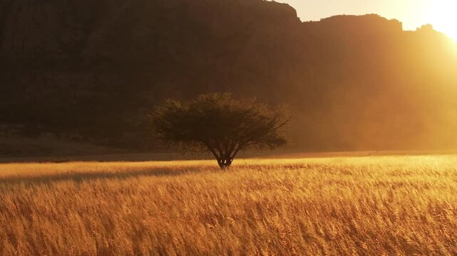 Lone acacia tree stands in golden savanna grassland bathed in warm sunset light. Dry grass sways gently as sun sets behind rugged mountain silhouettes creating a serene African landscape scene.