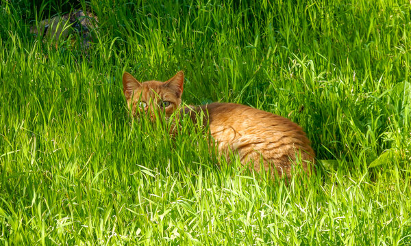A beautiful orange cat watching curiously from a green meadow (Tenerife, Canary Islands, Spain).