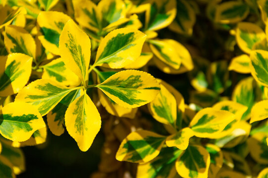 Close-up view of variegated yellow and green shrub leaves with sunlit highlights, sharp foreground and soft blurred background, suitable for nature, garden, seasonal and botanical concepts.