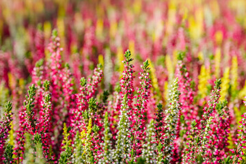 Obraz premium Colorful flowers grow in a garden field during bright sunlight in the summer months attracting many visitors observing nature
