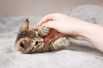 A gray kitten plays with its owner's hand on a light blanket at home © ketrin