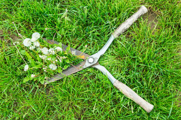 Fototapeta premium Gardener uses shears to cut dandelions in grassy area during sunny day