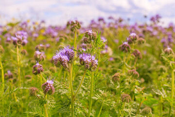 Obraz premium Fields of purple flowers bloom in a sunny landscape under a blue sky during summer afternoons in a rural area