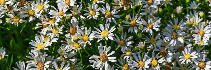 Fototapeta premium Flowers bloom in a garden during spring with bright colors and lush green leaves