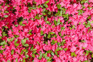 Obraz premium Bright pink flowers fill the garden in spring under the warm sunlight during the afternoon