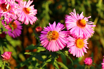 Obraz premium Bees visiting pink flowers in a garden during the afternoon sunlight