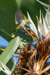 Fototapeta premium Swinhoe's White Eye Bird Landing On Branch of Bird Of Paradise