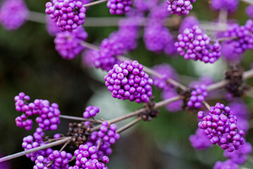 Obraz premium Purple berries grow on branches in a garden during springtime in the afternoon light as nature shows vibrant colors