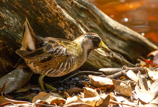 Sora Bird in Swamp