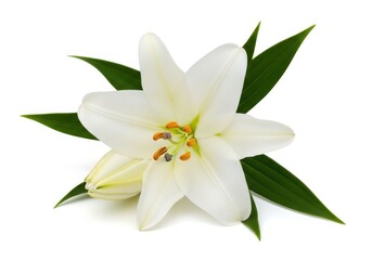 Obraz premium Elegant white lily flower with vibrant stamen in full bloom