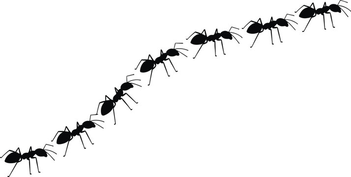 Black ants marching in a diagonal line across a white background insect insects