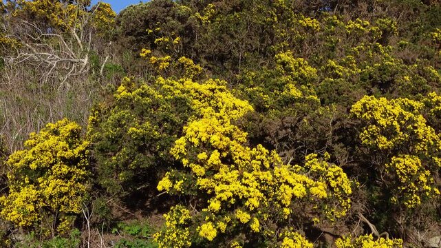 Slow zoom on yellow gorse flowers