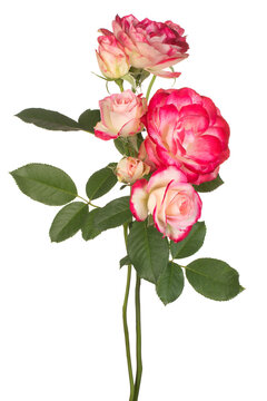 rose flower isolated