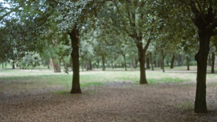 Fototapeta premium Blurred bokeh park background with soft, out of focus trees and scattered leaf litter creating a muted natural scene; background backplate copyspace calm.