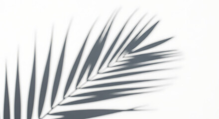 Fototapeta premium Abstract tropical leaf shadow a study in light and form