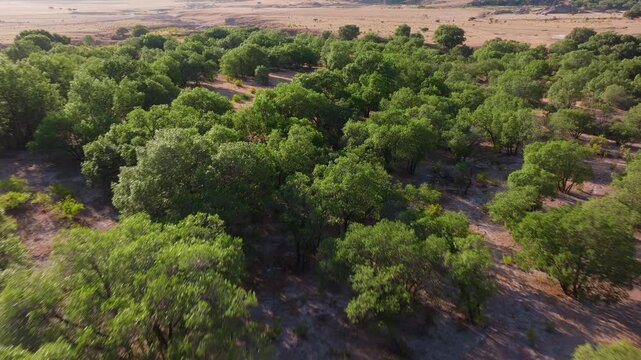 Drone footage flying over lush green trees in Sierra Madre Occidental mountain range near Durango, Mexico. Vibrant foliage contrasts with dry arid plains in background during golden hour sunlight.