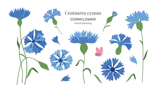 Cornflower Centaurea cyanus vector set with blue wildflowers, buds, stems, leaves and petals. Hand drawn botanical flat illustration with butterfly, isolated on white background