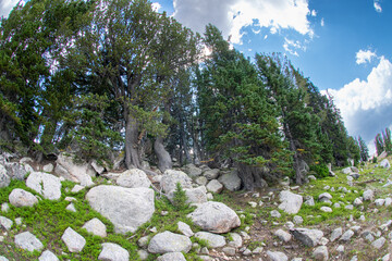 Pine tree forest growning amongst a field of granite boulders © Jonathan