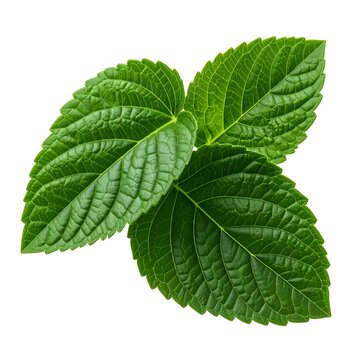 Damiana (Turnera diffusa) natural stimulant. Isolated 