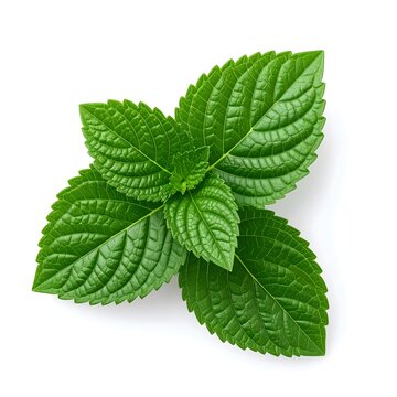 Damiana (Turnera diffusa) natural stimulant, isolated 