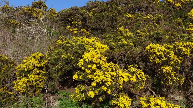 Yellow gorse flowers swaying in wind
