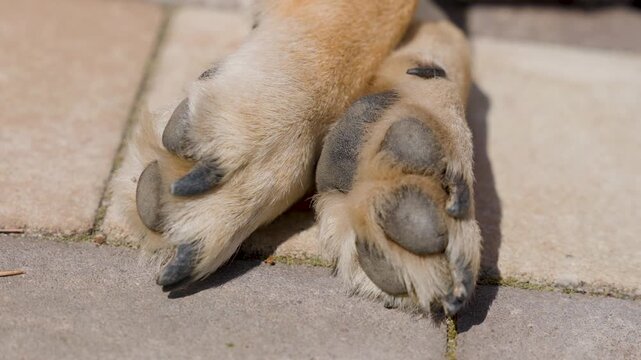 dog paw close up on pavement for pet care concept with animal foot detail and outdoor surface
