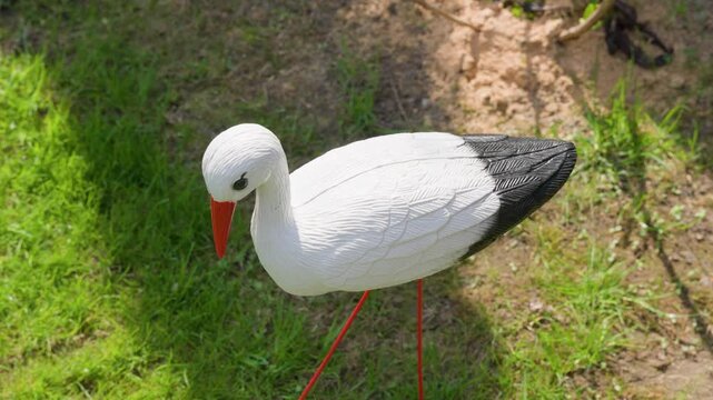 white stork standing on grass for wildlife concept with bird in natural environment and outdoor setting