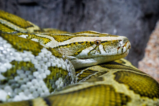 A Burmese python (Python bivittatus)
