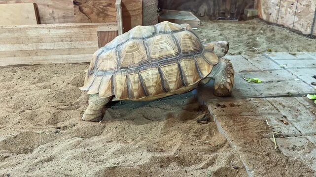 A large tortoise walks across sandy ground in a closed area. The tortoise explores its environment as it looks for food and interacts with the space.