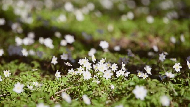Delicate white wood anemone flowers blooming on forest floor with soft natural sunlight