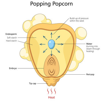 Educational diagram showing how heat turns water into steam inside a popcorn kernel, creating pressure that makes it pop diagram hand drawn schematic vector. Science educational illustration
