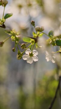 spring blossom branch close up for nature background with white flowers and soft bokeh outdoor scene