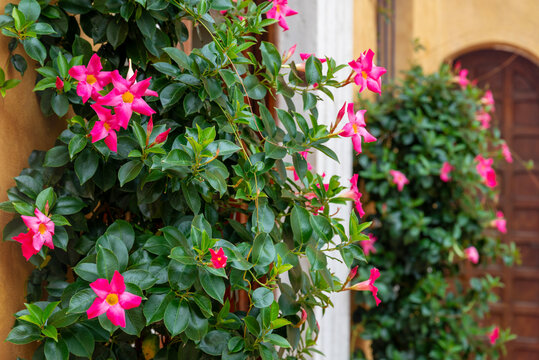 Pink Mandevilla, Rocktrumpet Flowers in a Pot on the Street 