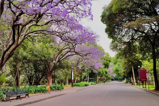 Mexico City Park Avenue With Blooming Jacarandas (Mexico City, Mexico)