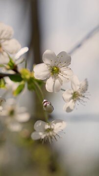 white blossom flowers macro for spring background with delicate petals and natural outdoor bokeh