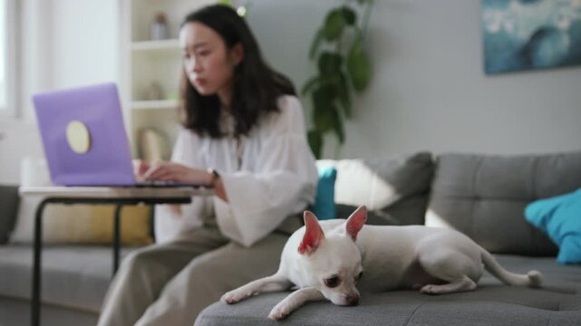 Shooting of calm sweet Chihuahua laying on bed in forefront. Young Asian woman browsing on Internet, using violet laptop. Cozy apartment. Indoors.