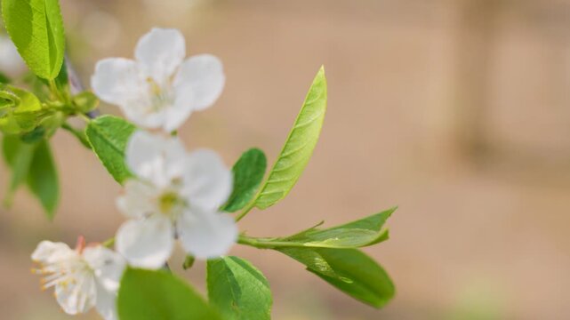 white blossom flowers close up for spring background with fresh petals and natural garden bokeh