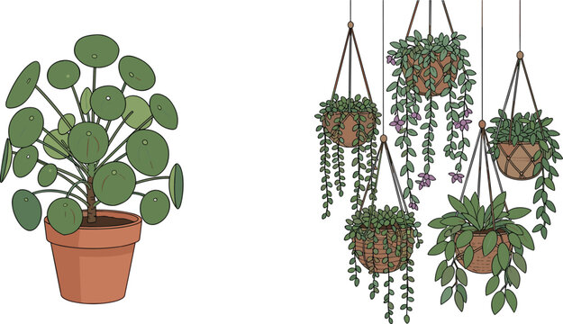 Indoor houseplant collection with potted pilea plant and hanging basket plants with trailing vines on white background vector illustration
