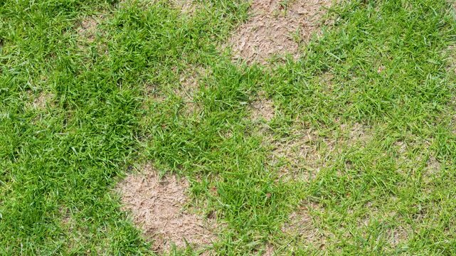 patchy lawn grass texture top view for landscaping background with damaged turf and uneven green surface
