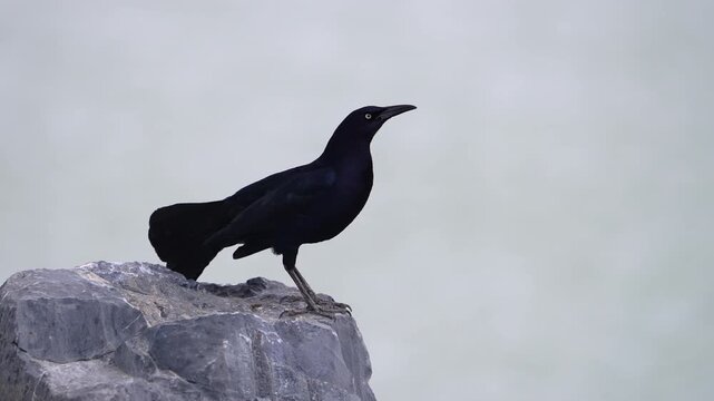 Close-up of a grackle standing on a rock with feathers blowing in slow motion.